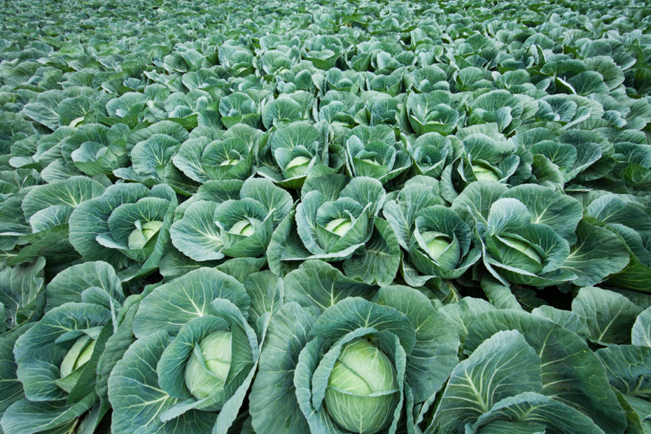 3 activités sur la provenance des aliments
